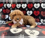 Small #2 Cavapoo (Miniature)
