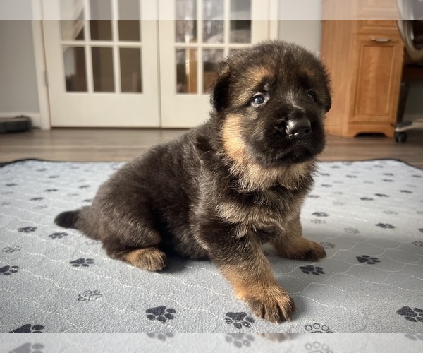 Medium Photo #6 German Shepherd Dog Puppy For Sale in MAPLE GROVE, MN, USA