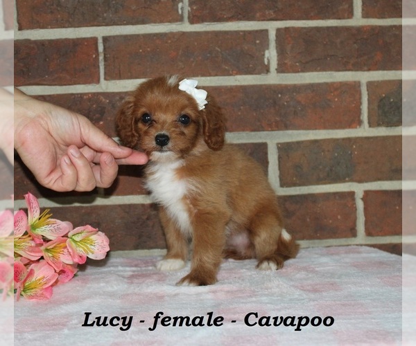 Medium Photo #4 Cavapoo (Miniature) Puppy For Sale in CLARKRANGE, TN, USA