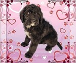 Small Photo #37 Bernedoodle Puppy For Sale in BLACK FOREST, CO, USA