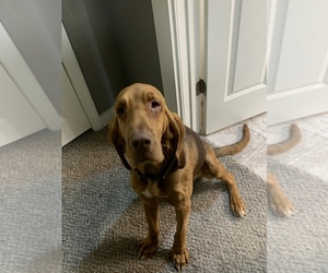 Bloodhound Puppy for sale in MARTINSVILLE, IN, USA