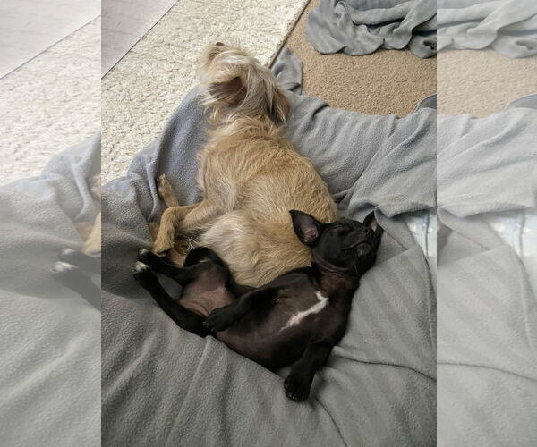 Medium Photo #5 Chihuahua-Unknown Mix Puppy For Sale in Davis, CA, USA
