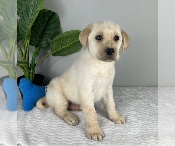 Medium Photo #1 Labrador Retriever Puppy For Sale in FRANKLIN, IN, USA