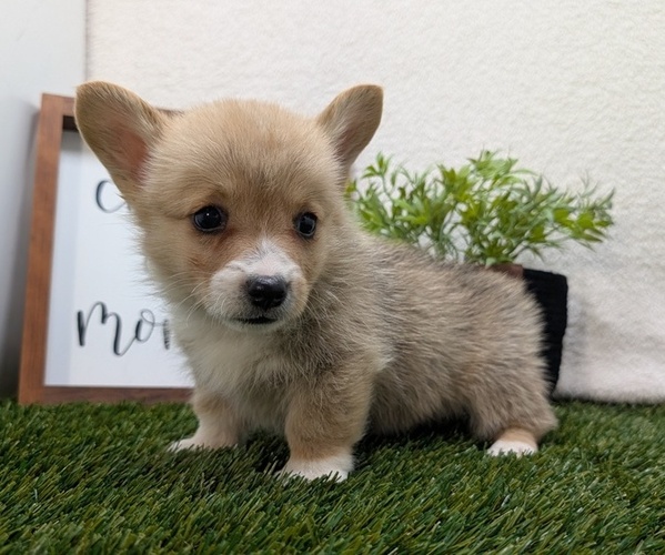 Medium Photo #5 Pembroke Welsh Corgi Puppy For Sale in GOSHEN, IN, USA