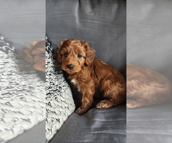 Medium Photo #3 Cavapoo (Miniature) Puppy For Sale in GREENWOOD, WI, USA