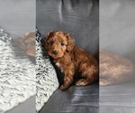 Small #2 Cavapoo (Miniature)