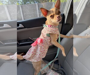 Chihuahua Dogs for adoption in Holly Springs, NC, USA