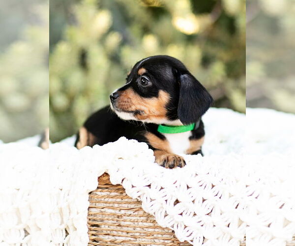 Medium Photo #7 Dachshund Puppy For Sale in Corona, CA, USA