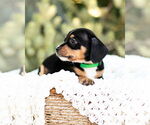 Small #6 Dachshund