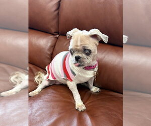 Tilley - Female Shih Tzu Dog for Adoption - Photo #2