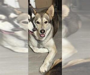Alaskan Malamute-Unknown Mix Dogs for adoption in San Antonio, TX, USA