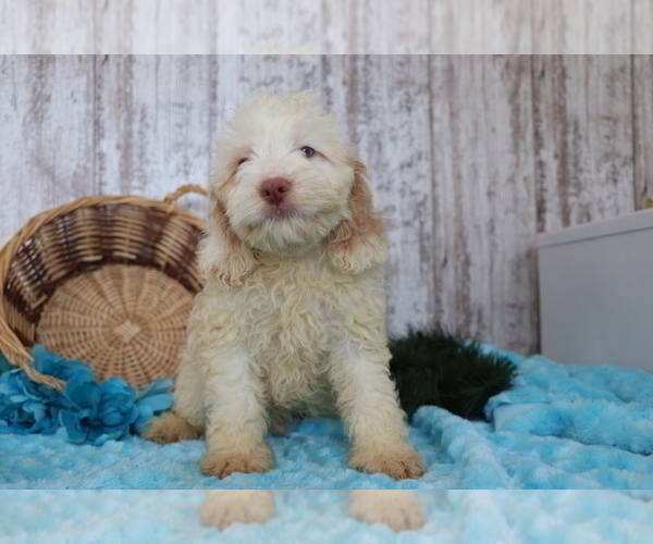 Medium Photo #2 Cocker Spaniel-Poodle (Miniature) Mix Puppy For Sale in SHILOH, OH, USA