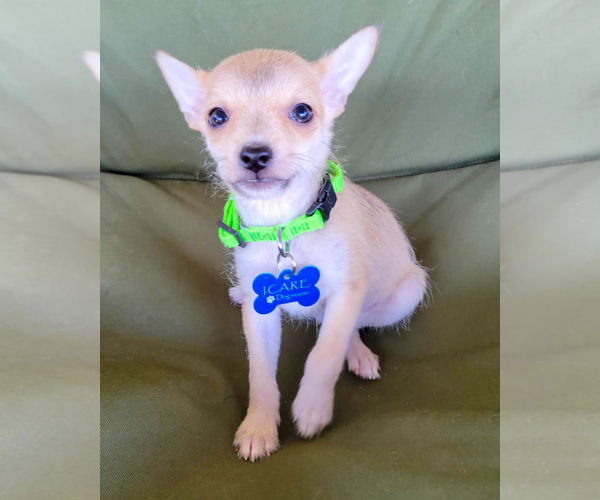 Medium Photo #4 Rat-Cha Puppy For Sale in Corona, CA, USA