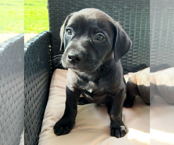 Medium Photo #2 Labrador Retriever-Mountain Cur Mix Puppy For Sale in Plainfield, IL, USA