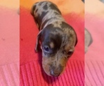 Small Photo #5 Dachshund Puppy For Sale in DENHAM SPRINGS, LA, USA