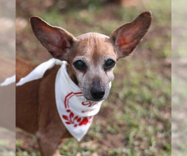 Medium Photo #1 Chihuahua Puppy For Sale in San Antonio, TX, USA