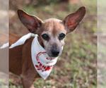 Small Chihuahua