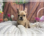 Small Photo #2 French Bulldog Puppy For Sale in POWHATAN, VA, USA