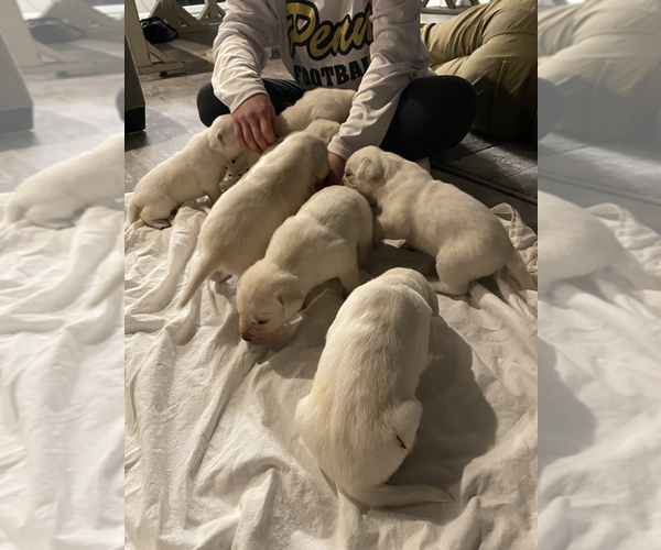 Medium Photo #3 Labrador Retriever Puppy For Sale in OSCEOLA, IN, USA