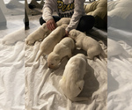 Small Photo #3 Labrador Retriever Puppy For Sale in OSCEOLA, IN, USA