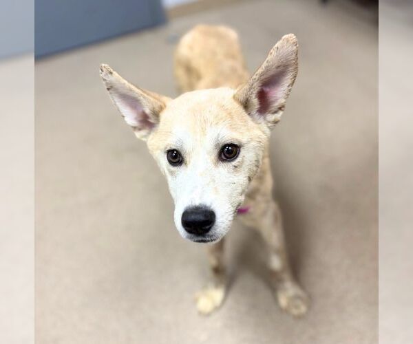 Medium Photo #1 Shiba Inu-Unknown Mix Puppy For Sale in Aurora, CO, USA