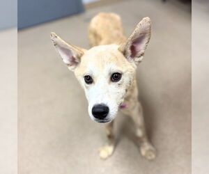 Shiba Inu-Unknown Mix Dogs for adoption in Aurora, CO, USA