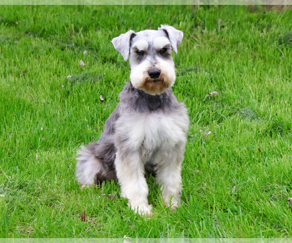 Medium Photo #5 Schnauzer (Miniature) Puppy For Sale in SYRACUSE, IN, USA