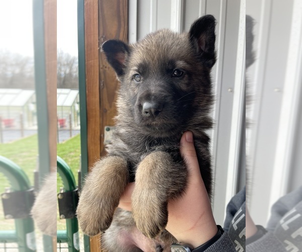 Medium Photo #1 German Shepherd Dog Puppy For Sale in CENTERBURG, OH, USA