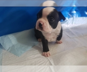Boston Terrier Puppy for sale in NORTH RICHLAND HILLS, TX, USA