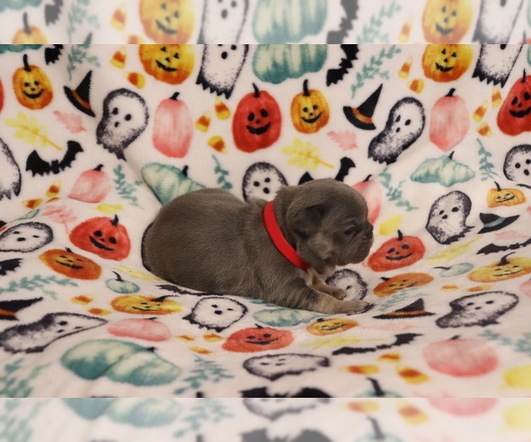Medium Photo #4 French Bulldog Puppy For Sale in MANCHESTER, MI, USA