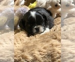 Small Photo #7 Shih Tzu Puppy For Sale in MILTON, FL, USA
