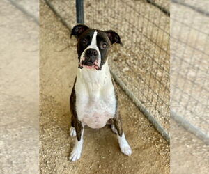 Boxer Dogs for adoption in Austin, TX, USA
