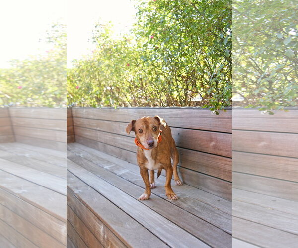 Medium Photo #1 Chiweenie Puppy For Sale in Sandy, UT, USA