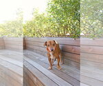 Rhen - Male Chiweenie Dog for Adoption - Small photo