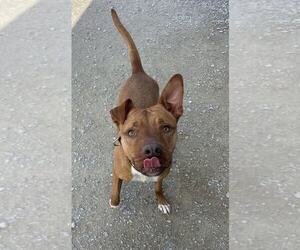 Zeytina - Female Mutt Dog for Adoption - Photo #5