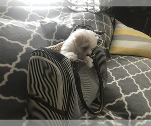 Maltipoo Puppy for sale in DETROIT, MI, USA