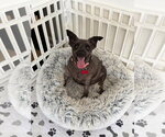 Small #3 Miniature Schnauzer Mix