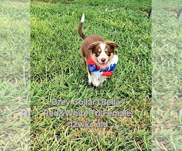 Medium Photo #6 Border Collie Puppy For Sale in BYBEE, TN, USA