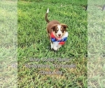 Small #5 Border Collie