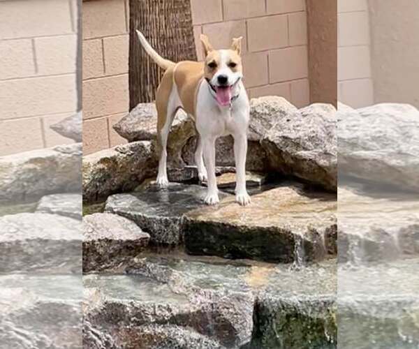 Medium Photo #4 American Pit Bull Terrier-Unknown Mix Puppy For Sale in Cave Creek, AZ, USA