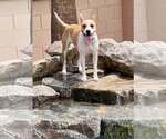 Small Photo #4 American Pit Bull Terrier-Unknown Mix Puppy For Sale in Cave Creek, AZ, USA