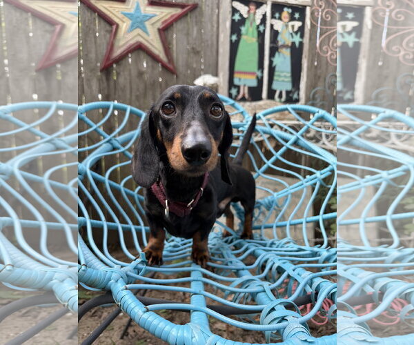Medium Photo #2 Dachshund Puppy For Sale in Sioux Falls, SD, USA