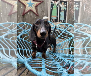 Dean - Male Dachshund Dog for Adoption - Photo #2