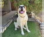 Small #1 Saint Bernard