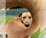 Small #3 American Staffordshire Terrier-Rhodesian Ridgeback Mix