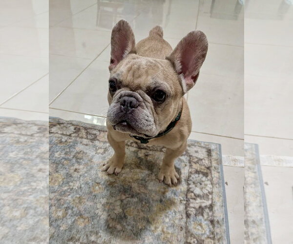 Medium Photo #2 French Bulldog Puppy For Sale in Dumont, NJ, USA