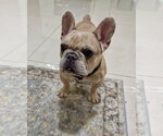 Small #1 French Bulldog