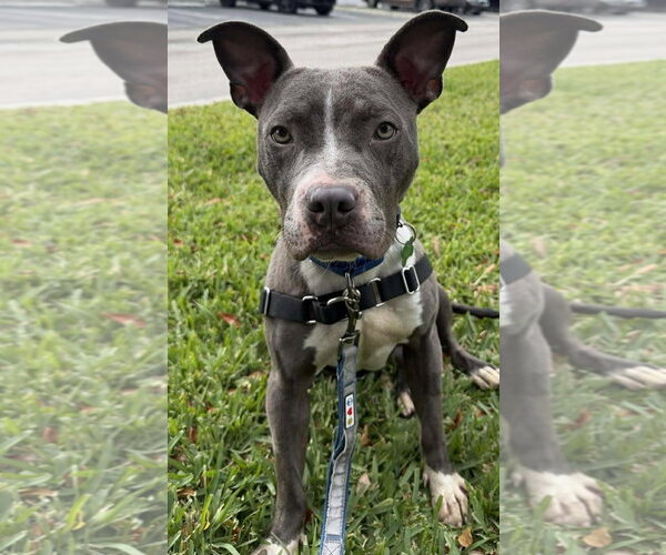 Medium Photo #7 Staffordshire Bull Terrier Puppy For Sale in Pompano Beach , FL, USA