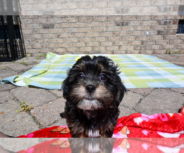 Medium Photo #5 Havapoo Puppy For Sale in GUTHRIE, KY, USA