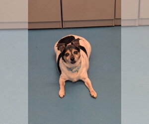 Chihuahua Dogs for adoption in Muskegon, MI, USA
